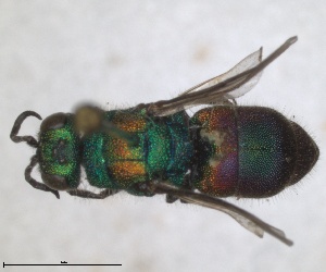  (Chrysis coa - RMNH.INS.1532206)  @11 [ ] by-nc-sa (2024) Unspecified Naturalis Biodiversity Centre