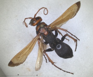  ( - RMNH.INS.1532343)  @11 [ ] by-nc-sa (2024) Unspecified Naturalis Biodiversity Center
