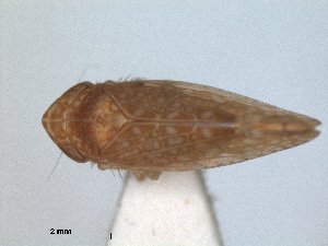  (Platymetopius guttatus - RMNH.INS.1645992)  @11 [ ] by-nc-sa (2024) Unspecified Naturalis Biodiversity Centre