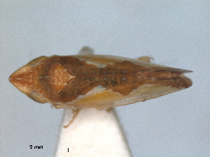  (Platymetopius major - RMNH.INS.1645993)  @11 [ ] by-nc-sa (2024) Unspecified Naturalis Biodiversity Centre