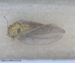  (Craspedolepta artemisiae - RMNH.INS.1645997)  @11 [ ] by-nc-sa (2024) Unspecified Naturalis Biodiversity Centre