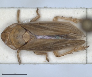  (Neophilaenus angustipennis - RMNH.INS.1646040)  @11 [ ] by-nc-sa (2024) Unspecified Naturalis Biodiversity Centre