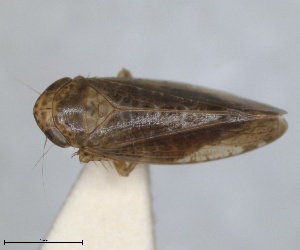  (Allygidius mayri - RMNH.INS.1646049)  @11 [ ] by-nc-sa (2024) Unspecified Naturalis Biodiversity Centre