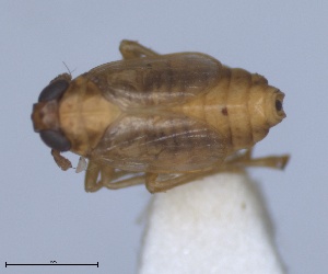  (Muellerianella brevipennis - RMNH.INS.1646064)  @11 [ ] by-nc-sa (2024) Unspecified Naturalis Biodiversity Centre