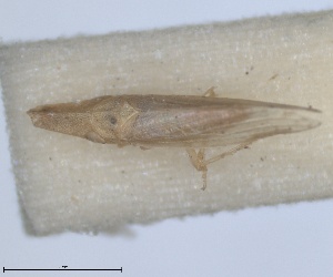  (Paradorydium lanceolatum - RMNH.INS.1646742)  @11 [ ] by-nc-sa (2024) Unspecified Naturalis Biodiversity Centre