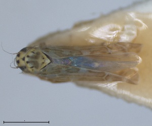  (Eupteryx cypria - RMNH.INS.1646747)  @11 [ ] by-nc-sa (2024) Unspecified Naturalis Biodiversity Centre