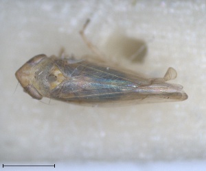  (Rhopalopyx vitripennis - RMNH.INS.1646788)  @11 [ ] by-nc-sa (2024) Unspecified Naturalis Biodiversity Centre