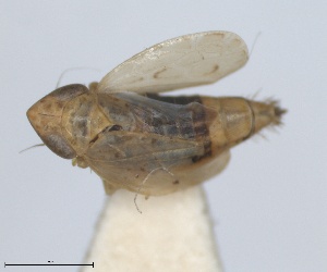  (Mendreus serratus - RMNH.INS.1646818)  @11 [ ] by-nc-sa (2024) Unspecified Naturalis Biodiversity Centre