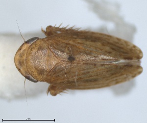  (Stroggylocephalus agrestis - RMNH.INS.1646824)  @11 [ ] by-nc-sa (2024) Unspecified Naturalis Biodiversity Centre