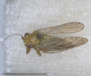  (Arytainilla cytisi - RMNH.INS.1646830)  @11 [ ] by-nc-sa (2024) Unspecified Naturalis Biodiversity Centre