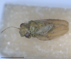 (Livilla - RMNH.INS.1646840)  @11 [ ] by-nc-sa (2024) Unspecified Naturalis Biodiversity Centre