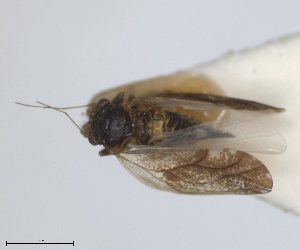  (Livilla syriaca - RMNH.INS.1646841)  @11 [ ] by-nc-sa (2024) Unspecified Naturalis Biodiversity Centre