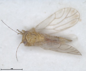  (Arytinnis - RMNH.INS.1646842)  @11 [ ] by-nc-sa (2024) Unspecified Naturalis Biodiversity Centre