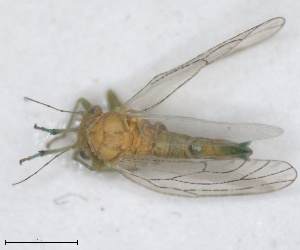  (Arytinnis nigralineata - RMNH.INS.1646844)  @11 [ ] by-nc-sa (2024) Unspecified Naturalis Biodiversity Centre