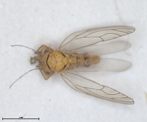  (Arytinnis pileolata - RMNH.INS.1646845)  @11 [ ] by-nc-sa (2024) Unspecified Naturalis Biodiversity Centre
