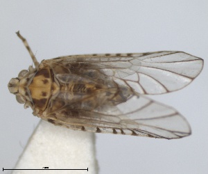  (Trypetimorpha fenestrata - RMNH.INS.1646851)  @11 [ ] by-nc-sa (2024) Unspecified Naturalis Biodiversity Centre