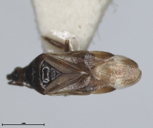  (Anthocoris alienus - RMNH.INS.1646853)  @11 [ ] by-nc-sa (2024) Unspecified Naturalis Biodiversity Centre