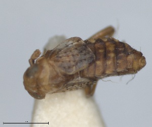  (Conomelus odryssius - RMNH.INS.1647128)  @11 [ ] by-nc-sa (2024) Unspecified Naturalis Biodiversity Centre