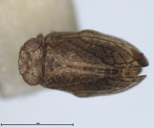  (Bergevinium - RMNH.INS.1647144)  @11 [ ] by-nc-sa (2024) Unspecified Naturalis Biodiversity Centre