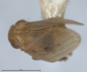 ( - RMNH.INS.1647147)  @11 [ ] by-nc-sa (2024) Unspecified Naturalis Biodiversity Centre