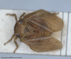 (Palmallorcus - RMNH.INS.1647149)  @11 [ ] by-nc-sa (2024) Unspecified Naturalis Biodiversity Centre
