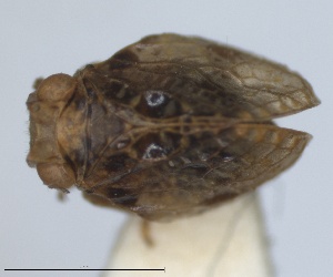  ( - RMNH.INS.1647150)  @11 [ ] by-nc-sa (2024) Unspecified Naturalis Biodiversity Centre