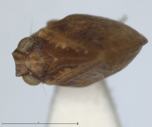  (Bubastia suturale - RMNH.INS.1647152)  @11 [ ] by-nc-sa (2024) Unspecified Naturalis Biodiversity Centre