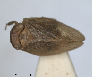  (Mulsantereum - RMNH.INS.1647154)  @11 [ ] by-nc-sa (2024) Unspecified Naturalis Biodiversity Centre