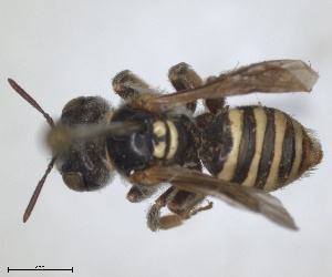  (Camptopoeum friesei - RMNH.INS.1651988)  @11 [ ] by-nc-sa (2024) Unspecified Naturalis Biodiversity Centre