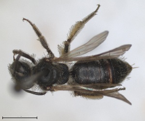  (Andrena illyrica - RMNH.INS.1652139)  @11 [ ] by-nc-sa (2024) Unspecified Naturalis Biodiversity Centre
