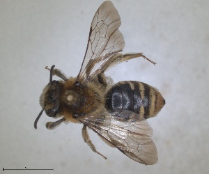  (Andrena incisa - RMNH.INS.1652141)  @11 [ ] by-nc-sa (2024) Unspecified Naturalis Biodiversity Centre
