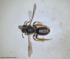  (Andrena humabilis - RMNH.INS.1652150)  @11 [ ] by-nc-sa (2024) Unspecified Naturalis Biodiversity Centre