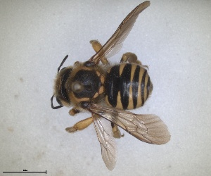  ( - RMNH.INS.1660486)  @11 [ ] by-nc-sa (2024) Unspecified Naturalis Biodiversity Centre
