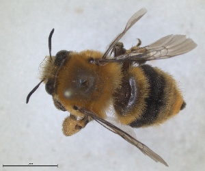 ( - RMNH.INS.1661563)  @11 [ ] by-nc-sa (2024) Unspecified Naturalis Biodiversity Centre
