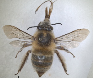  ( - RMNH.INS.1661598)  @11 [ ] by-nc-sa (2024) Unspecified Naturalis Biodiversity Centre