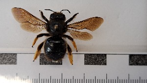  (Xylocopa amedaei - RMNH.INS.1662424)  @11 [ ] by-nc-sa (2024) Unspecified Naturalis Biodiversity Centre