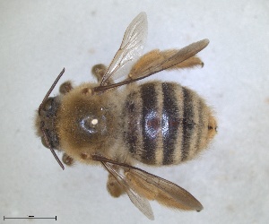  (Xylocopa olivieri - RMNH.INS.1662429)  @11 [ ] by-nc-sa (2024) Unspecified Naturalis Biodiversity Centre