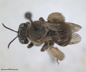  (Ancyla holtzi - RMNH.INS.1662438)  @11 [ ] by-nc-sa (2024) Unspecified Naturalis Biodiversity Centre
