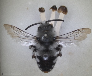  (Melecta mundula - RMNH.INS.1662548)  @11 [ ] by-nc-sa (2024) Unspecified Naturalis Biodiversity Centre