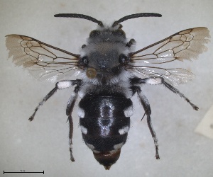  (Melecta grandis - RMNH.INS.1662550)  @11 [ ] by-nc-sa (2024) Unspecified Naturalis Biodiversity Centre