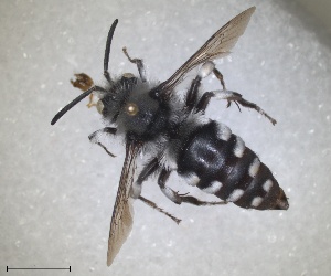 (Melecta tuberculata - RMNH.INS.1662558)  @11 [ ] by-nc-sa (2024) Unspecified Naturalis Biodiversity Centre