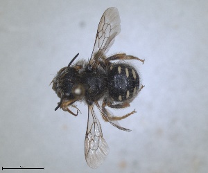  (Pseudoanthidium alpinum - RMNH.INS.1662643)  @11 [ ] by-nc-sa (2024) Unspecified Naturalis Biodiversity Centre