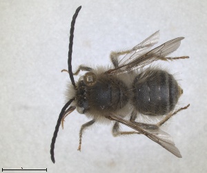  (Eucera bidentata - RMNH.INS.1663020)  @11 [ ] by-nc-sa (2024) Unspecified Naturalis Biodiversity Centre