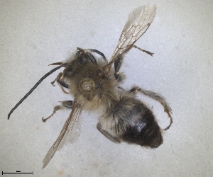  (Eucera curvitarsis - RMNH.INS.1663025)  @11 [ ] by-nc-sa (2024) Unspecified Naturalis Biodiversity Centre