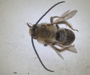  (Eucera helvola - RMNH.INS.1663030)  @11 [ ] by-nc-sa (2024) Unspecified Naturalis Biodiversity Centre