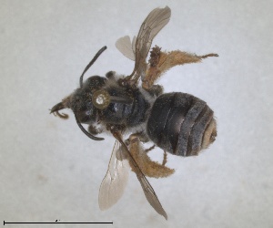  (Eucera obliterata - RMNH.INS.1663035)  @11 [ ] by-nc-sa (2024) Unspecified Naturalis Biodiversity Centre