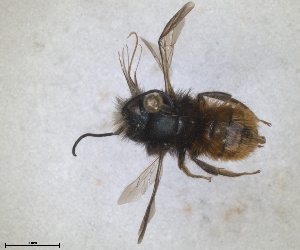  (Osmia ariadne - RMNH.INS.1663054)  @11 [ ] by-nc-sa (2024) Unspecified Naturalis Biodiversity Centre