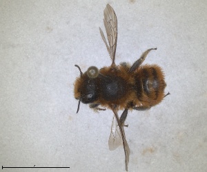  (Osmia balearica - RMNH.INS.1663057)  @11 [ ] by-nc-sa (2024) Unspecified Naturalis Biodiversity Centre