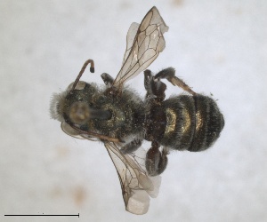  (Osmia dilaticornis - RMNH.INS.1663073)  @11 [ ] by-nc-sa (2024) Unspecified Naturalis Biodiversity Centre