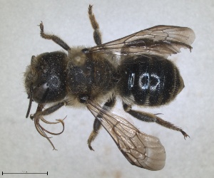  (Osmia dimidiata - RMNH.INS.1663078)  @11 [ ] by-nc-sa (2024) Unspecified Naturalis Biodiversity Centre